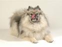 Keeshond Feluca (Clevenkeesen)