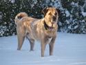 Kangal Sivas