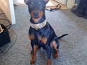 Dvaergpinscher Walther