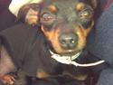 Dvaergpinscher ..R.I.P..  Gucci  <3