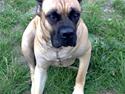 Cane corso Sira