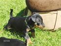 Dvaergpinscher Choko (Rødkildes)