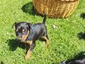 Dvaergpinscher Coco (Rødkildes)