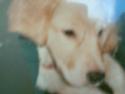 Golden retriever diesel RIP