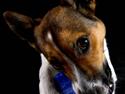 Jack russell terrier Milo