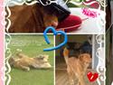 Nova scotia duck tolling retriever | Nova **V.B.H**