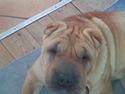 Shar pei Rynke.. R.I.P.