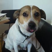 Dansk svensk gaardhund molly