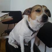 Dansk svensk gaardhund molly