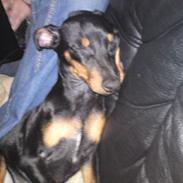 Dvaergpinscher Pappy <3 