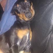 Dvaergpinscher Pappy <3 