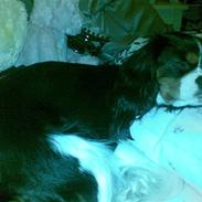 Cavalier king charles spaniel Tiamo
