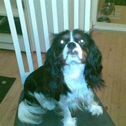 Cavalier king charles spaniel Tiamo
