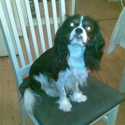 Cavalier king charles spaniel Tiamo