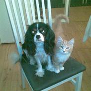 Cavalier king charles spaniel Tiamo