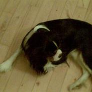Cavalier king charles spaniel Tiamo