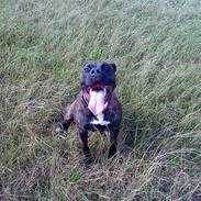 Amerikansk staffordshire terrier honny