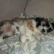 Lhasa apso Soffy