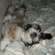 Lhasa apso Soffy