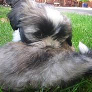 Lhasa apso Soffy