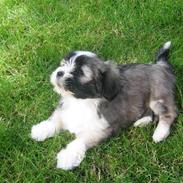 Lhasa apso Soffy