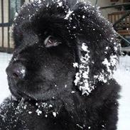 Newfoundlænder Hollie