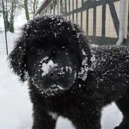 Newfoundlænder Hollie