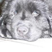 Newfoundlænder Hollie