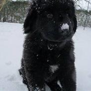 Newfoundlænder Hollie