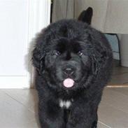 Newfoundlænder Hollie