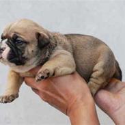 Olde english bulldogge Alma