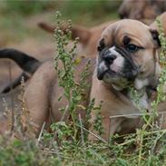 Olde english bulldogge Alma