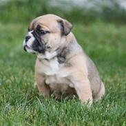 Olde english bulldogge Alma