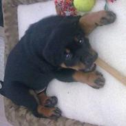 Blanding af racer Oskar