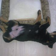 Blanding af racer Oskar