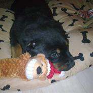 Blanding af racer Oskar