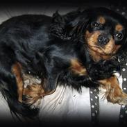 Cavalier king charles spaniel * Min lille mini :-) 