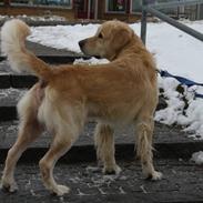 Golden retriever Bamse<3