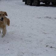 Golden retriever Bamse<3