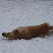 Golden retriever Bamse<3