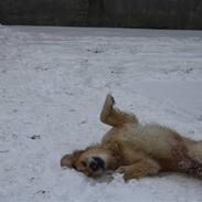 Golden retriever Bamse<3