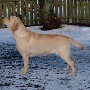 Labrador retriever dejlige Amber(min <3 <3 )