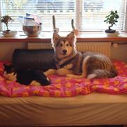 Alaskan malamute silver