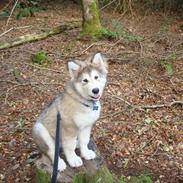 Alaskan malamute silver