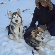 Alaskan malamute silver