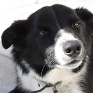 Border collie Team Lyng's Balder