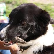 Border collie Team Lyng's Balder