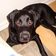 Labrador retriever Max