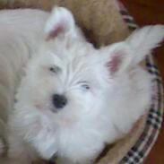 West highland white terrier *Promise-Coco