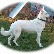 Hvid Schweizisk Hyrdehund jessie